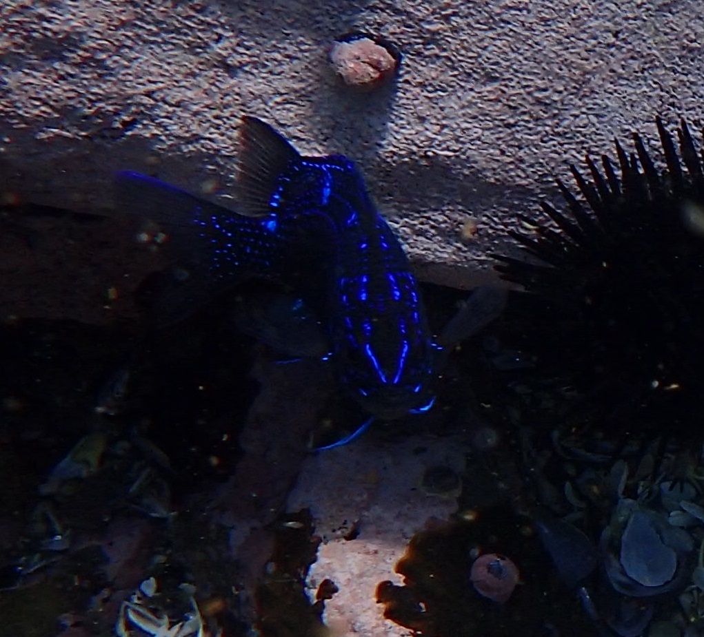 El misterioso pez azul de Pucusana