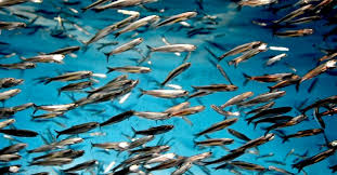 La pesquería peruana de anchoveta rumbo a la certificación