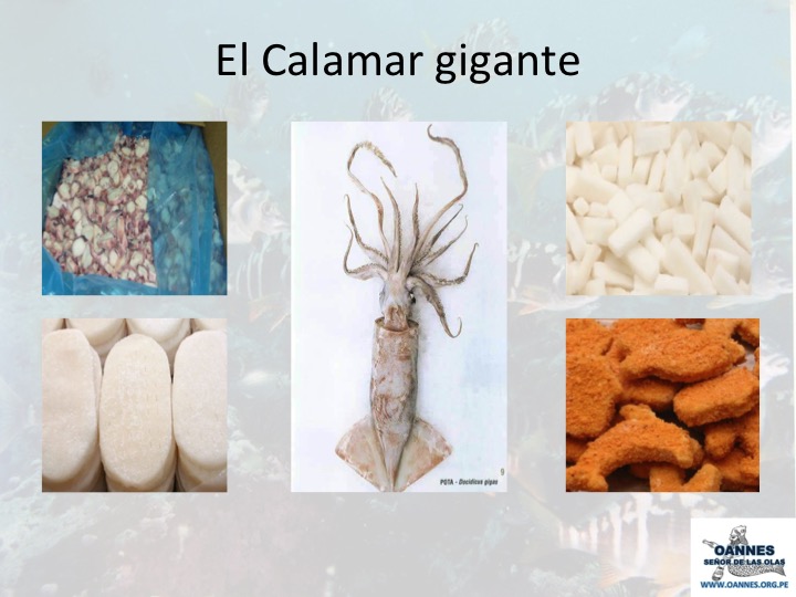 El Calamar Gigante en el Perú: Una encrucijada entre lo social, la ciencia y la sostenibilidad