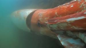La Pesquería del Calamar Gigante frente a las decisiones de la OROP-PS