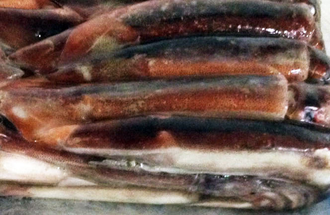 Argentina - Calamar. La flota potera ante grandes desafíos